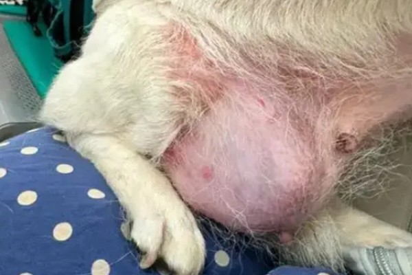 狗狗乳头有液体溢出怎么治疗，可口服药物或手术治疗