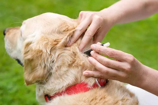 狗狗乳头有液体溢出怎么治疗，可口服药物或手术治疗