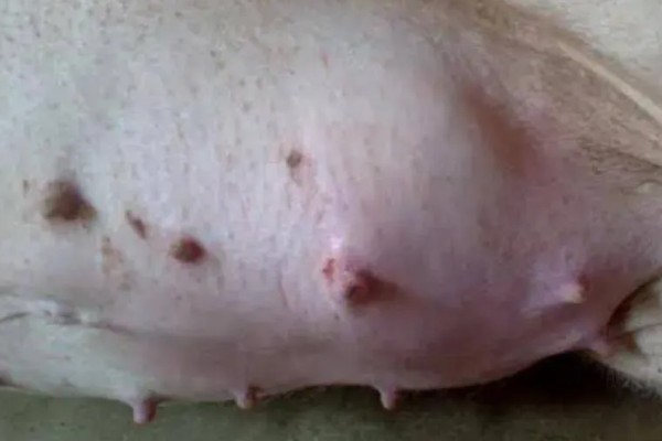 狗狗乳头有液体溢出怎么治疗，可口服药物或手术治疗