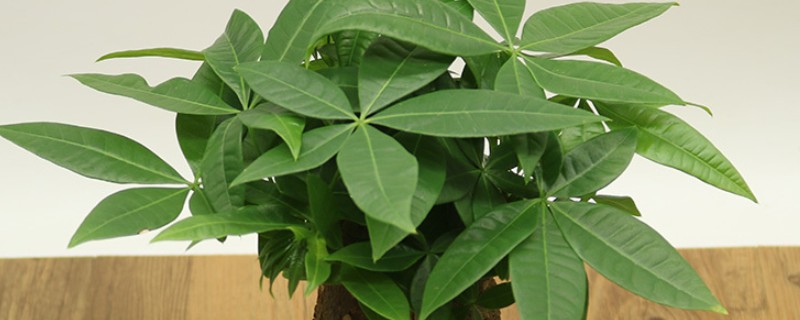 发财树的养殖方法，喜欢高温高湿的环境