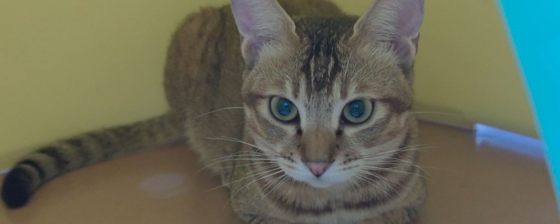 猫咪眼睛经常发炎的原因，可能是细菌感染所致