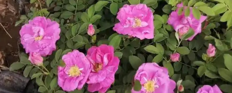四季玫瑰的养殖方法，宜放在向阳处接受全日照