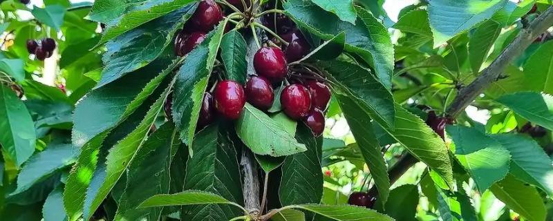 车厘子树苗有哪些生长习性,其抗寒能力比较弱