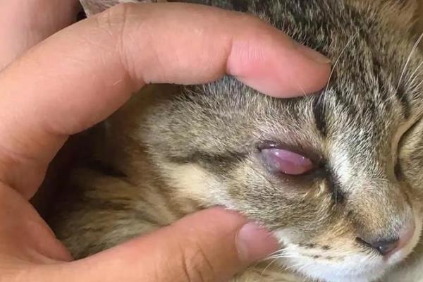 猫咪眼睛经常发炎的原因，可能是细菌感染所致