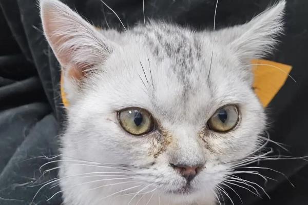 猫咪眼睛经常发炎的原因，可能是细菌感染所致