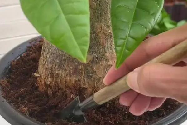 发财树的养殖方法,喜欢高温高湿的环境