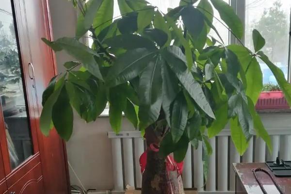 发财树的养殖方法,喜欢高温高湿的环境