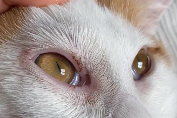 猫咪眼睛经常发炎的原因，可能是细菌感染所致