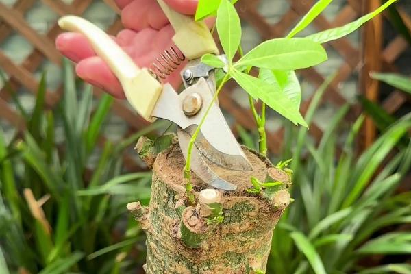 发财树的养殖方法,喜欢高温高湿的环境