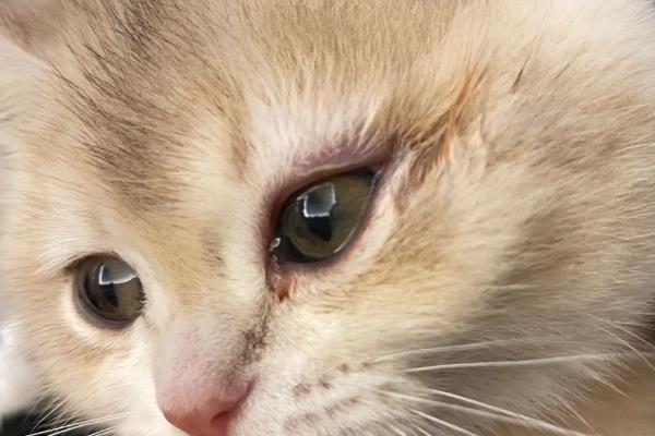 猫咪眼睛经常发炎的原因，可能是细菌感染所致