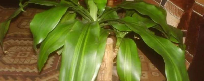 巴西木的扦插繁殖技术，穗条保留长度调整为15cm以上