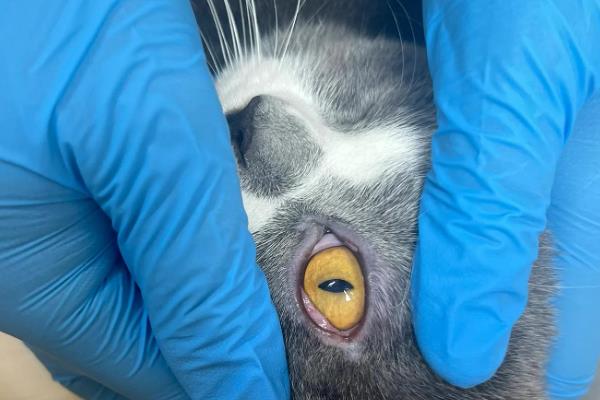 猫咪眼睛经常发炎的原因，可能是细菌感染所致