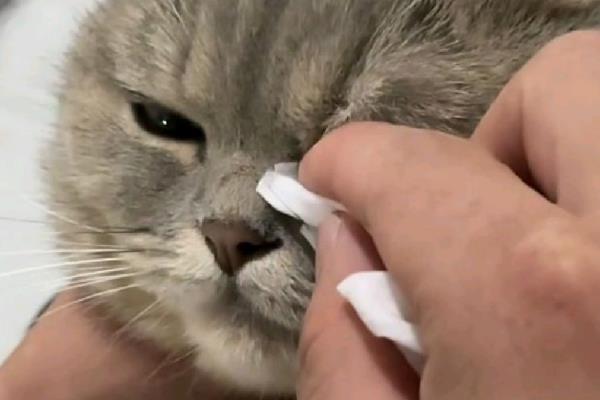 猫咪眼睛经常发炎的原因，可能是细菌感染所致