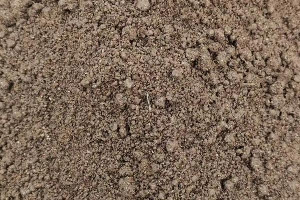 发财树的养殖方法,喜欢高温高湿的环境