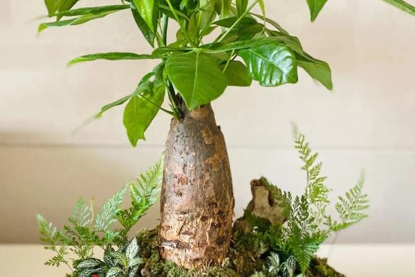 发财树的养殖方法,喜欢高温高湿的环境