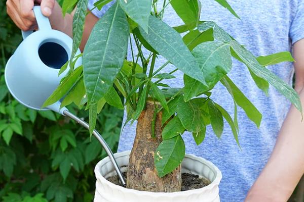 发财树的养殖方法,喜欢高温高湿的环境