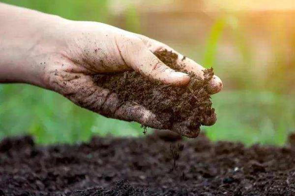 四季玫瑰的养殖方法，宜放在向阳处接受全日照