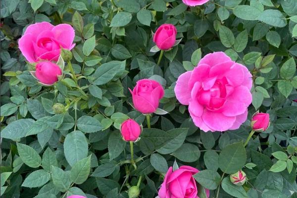 四季玫瑰的养殖方法，宜放在向阳处接受全日照