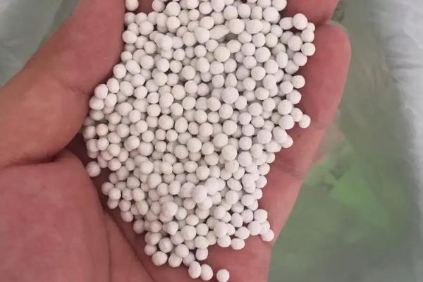 四季玫瑰的养殖方法，宜放在向阳处接受全日照