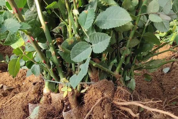 四季玫瑰的养殖方法，宜放在向阳处接受全日照