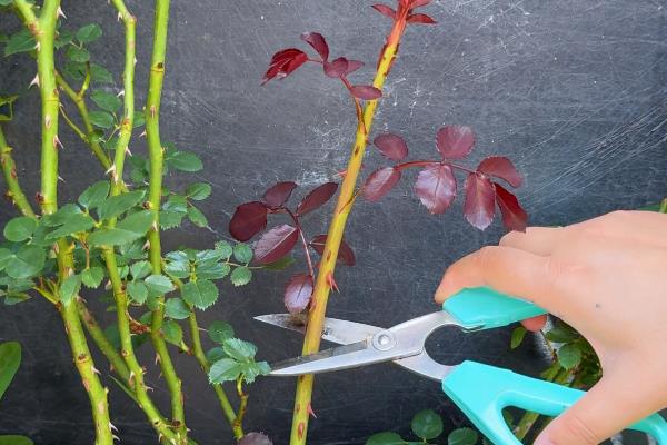 四季玫瑰的养殖方法，宜放在向阳处接受全日照