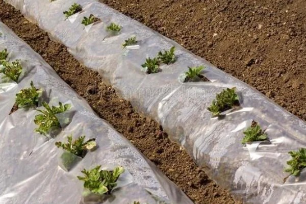 土豆的种植方式,株距保持在25厘米左右