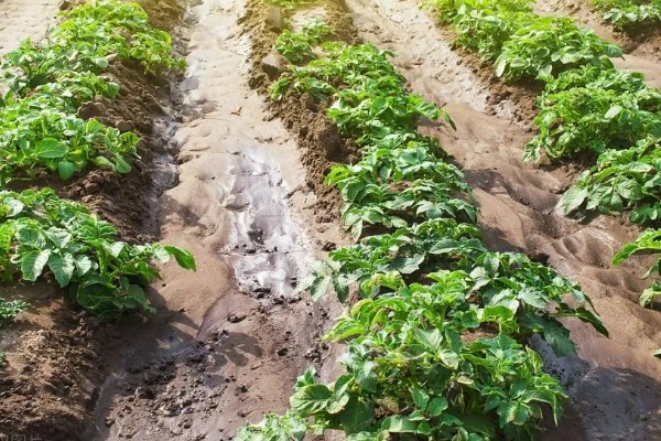 土豆的种植方式,株距保持在25厘米左右
