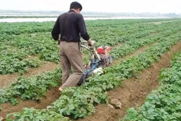 土豆的种植方式,株距保持在25厘米左右