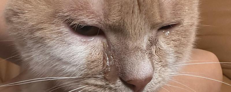 小猫眼睛流脓的原因，猫鼻支、猫瘟均有可能