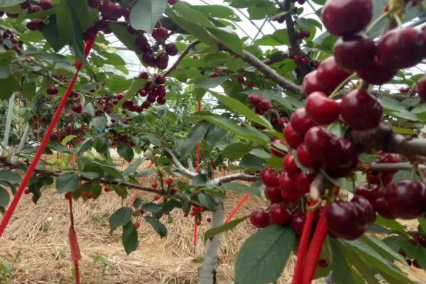 车厘子树苗有哪些生长习性,其抗寒能力比较弱