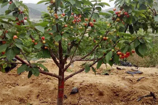 车厘子树苗有哪些生长习性,其抗寒能力比较弱