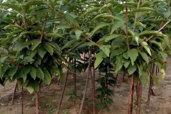 车厘子树苗有哪些生长习性,其抗寒能力比较弱