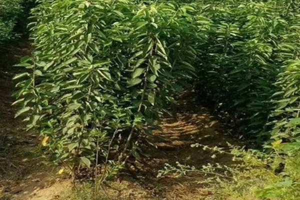 车厘子树苗有哪些生长习性,其抗寒能力比较弱