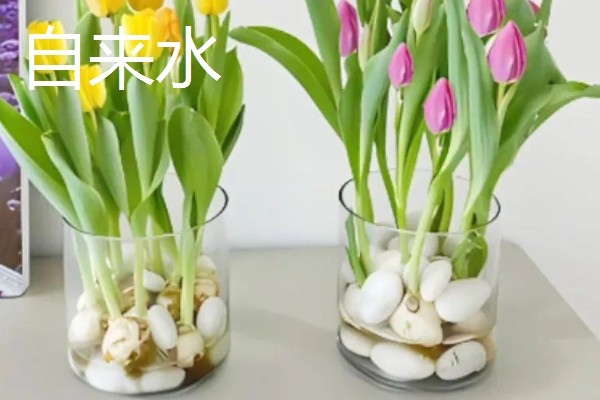 水培养花用什么肥料，氮磷钾是必须的养分
