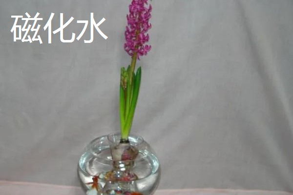 水培养花用什么肥料，氮磷钾是必须的养分