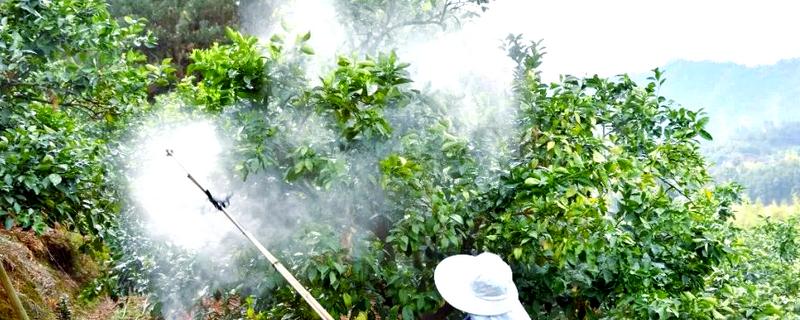 什么树不可以打石硫合剂,梅花、桃树、梨树等都不能用