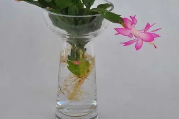 水培养花用什么肥料，氮磷钾是必须的养分