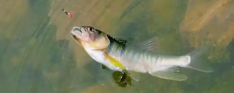 钓马口鱼用哪种饵料，红虫、蚯蚓、商品饵等类型均适合使用