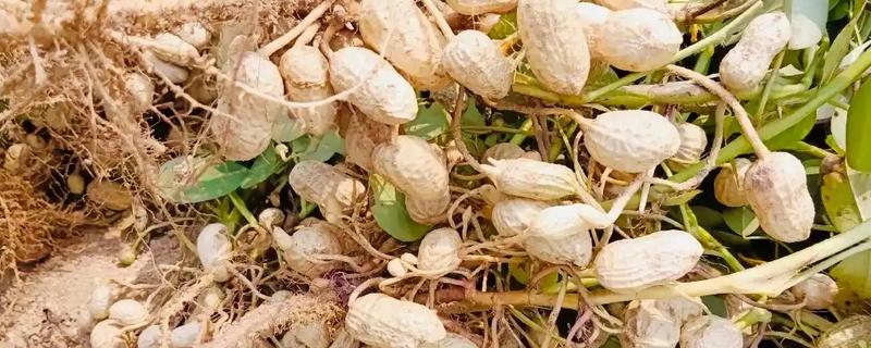 花生带壳怎么种，播种在4月中上旬为宜