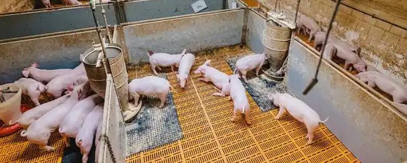 配制猪饲料的方法，要注意不同猪群的区分