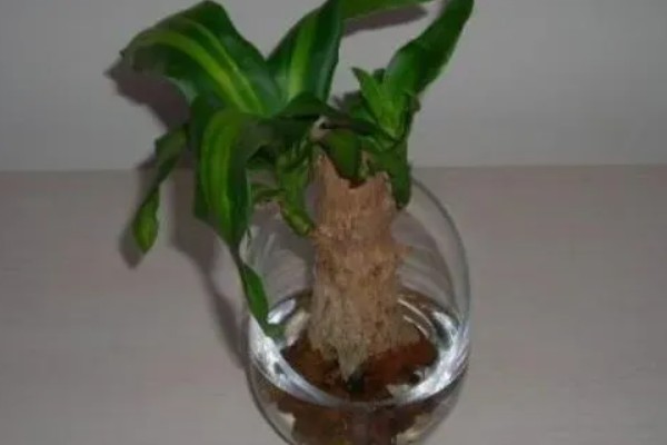 巴西木的扦插繁殖技术,穗条保留长度调整为15cm以上