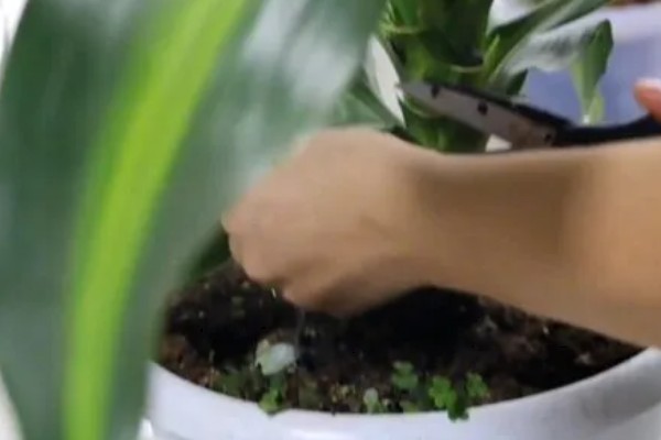 巴西木的扦插繁殖技术,穗条保留长度调整为15cm以上