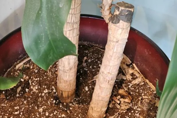 巴西木的扦插繁殖技术,穗条保留长度调整为15cm以上