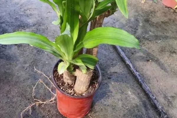 巴西木的扦插繁殖技术,穗条保留长度调整为15cm以上