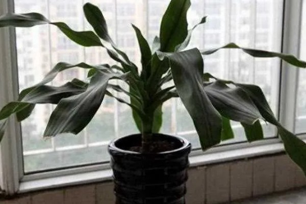 巴西木的扦插繁殖技术,穗条保留长度调整为15cm以上