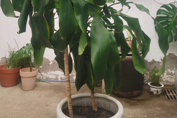 巴西木的扦插繁殖技术,穗条保留长度调整为15cm以上