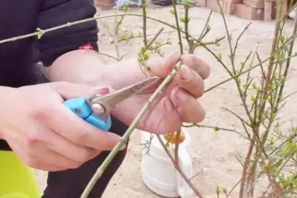 迎春花的修剪时间，一般在花期后进行修剪