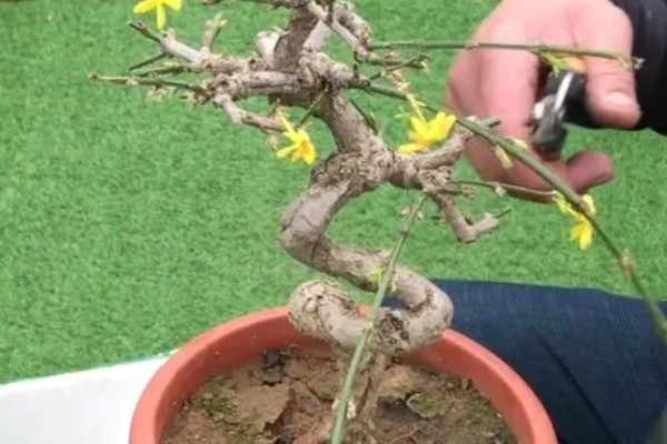 迎春花的修剪时间，一般在花期后进行修剪