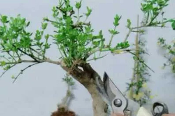 迎春花的修剪时间，一般在花期后进行修剪