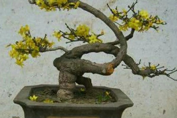 迎春花的修剪时间，一般在花期后进行修剪